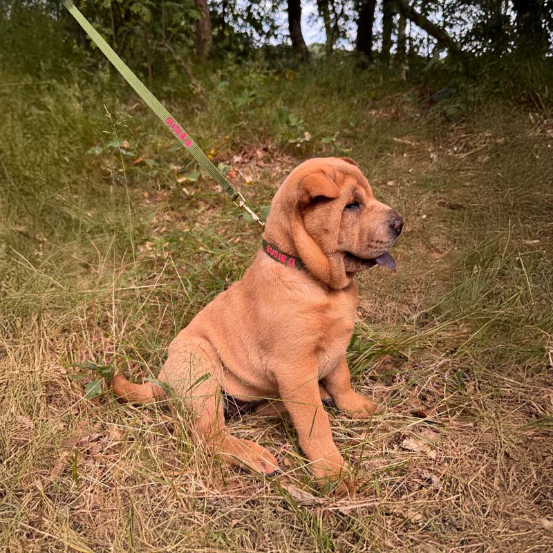 Puppy Dog Collar Moss Breeze Olive Green
