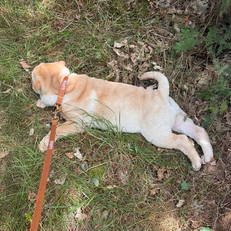 Puppy Dog Collar Honey Drift Cognac Brown