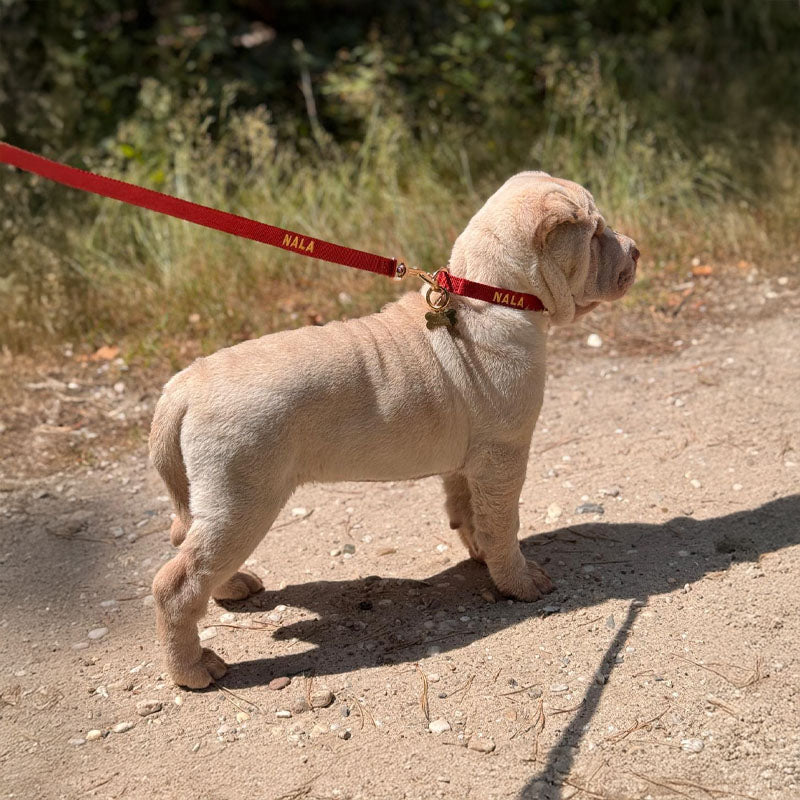 Puppy Dog Collar Ruby Gale Ruby Red