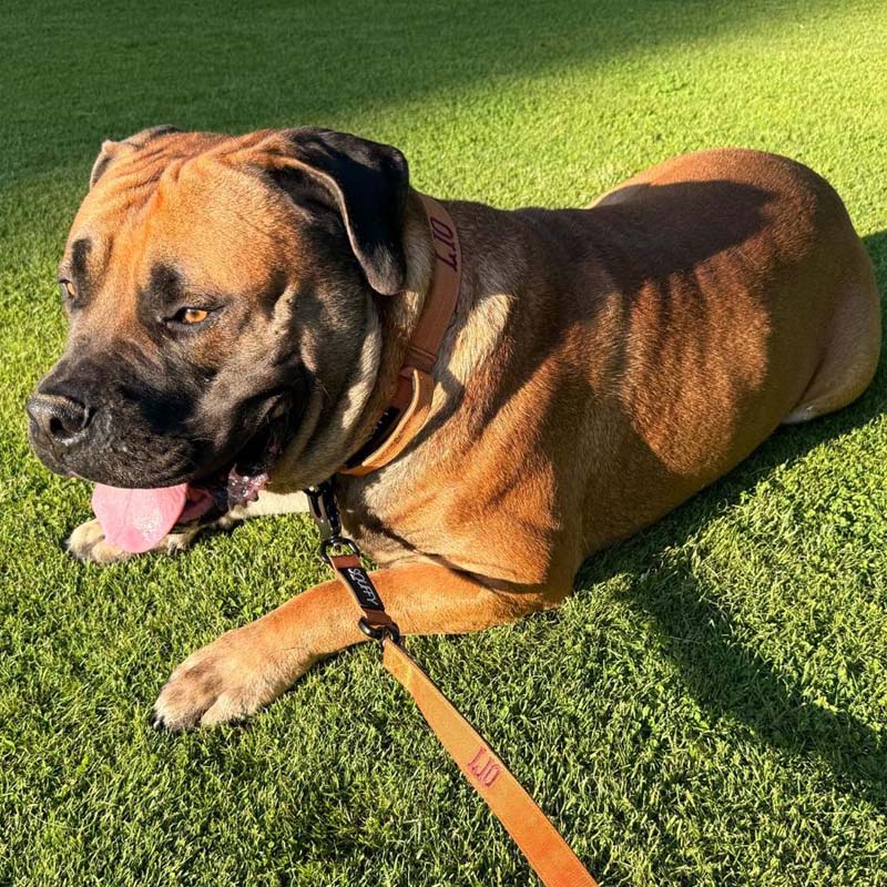 Tactical Dog Collar Honey Maze Cognac Brown