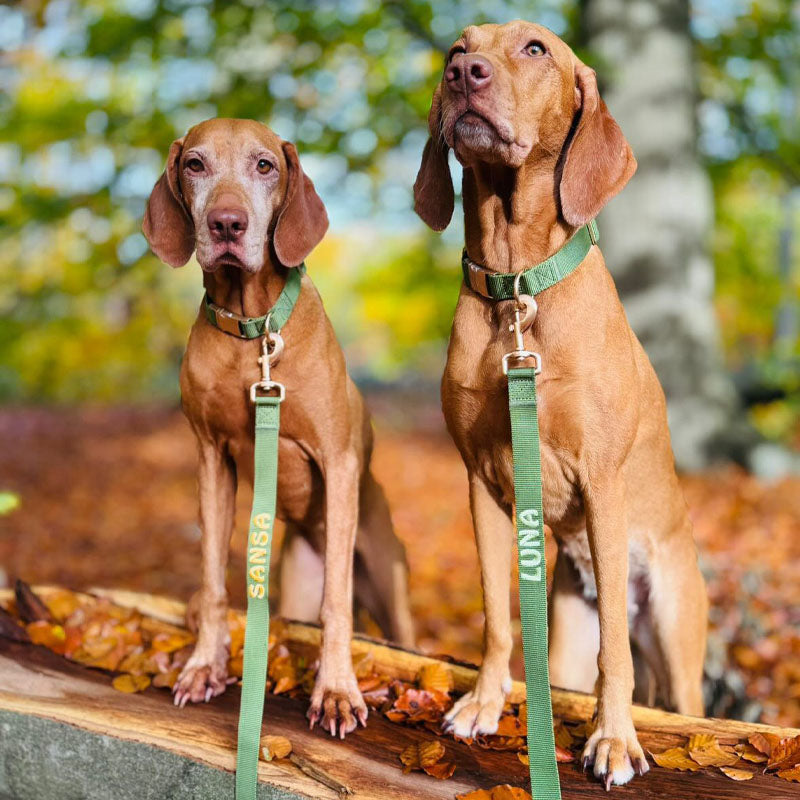 Classic Dog Leash Moss Breeze Olive Green