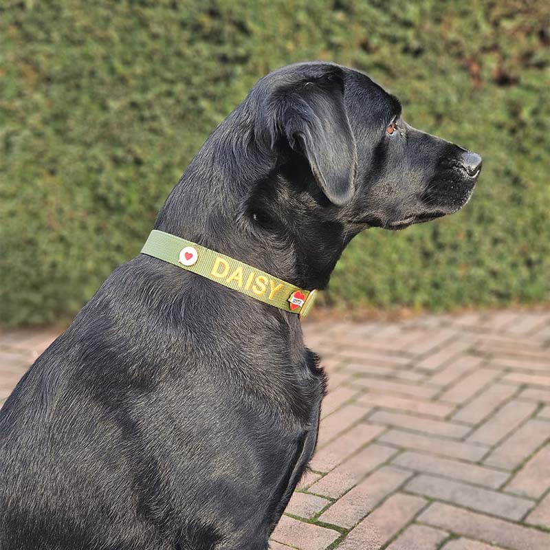 Classic Dog Collar Moss Breeze Olive Green