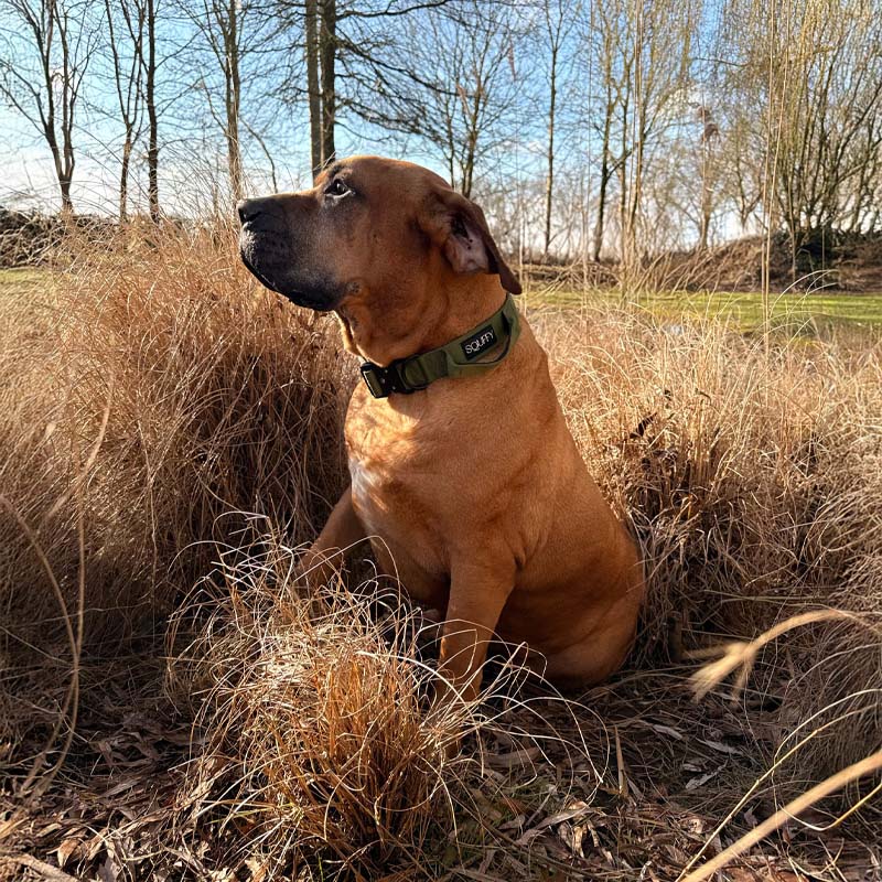 Tactical Dog Collar Moss Forge Olive Green