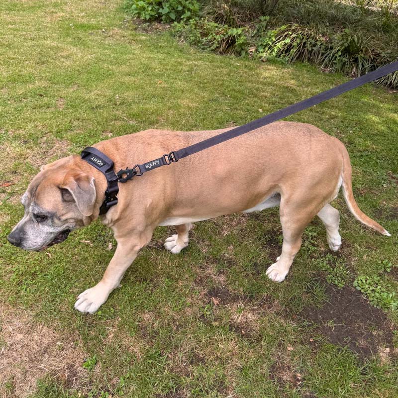 Tactical Dog Leash Raven Vex Midnight Black