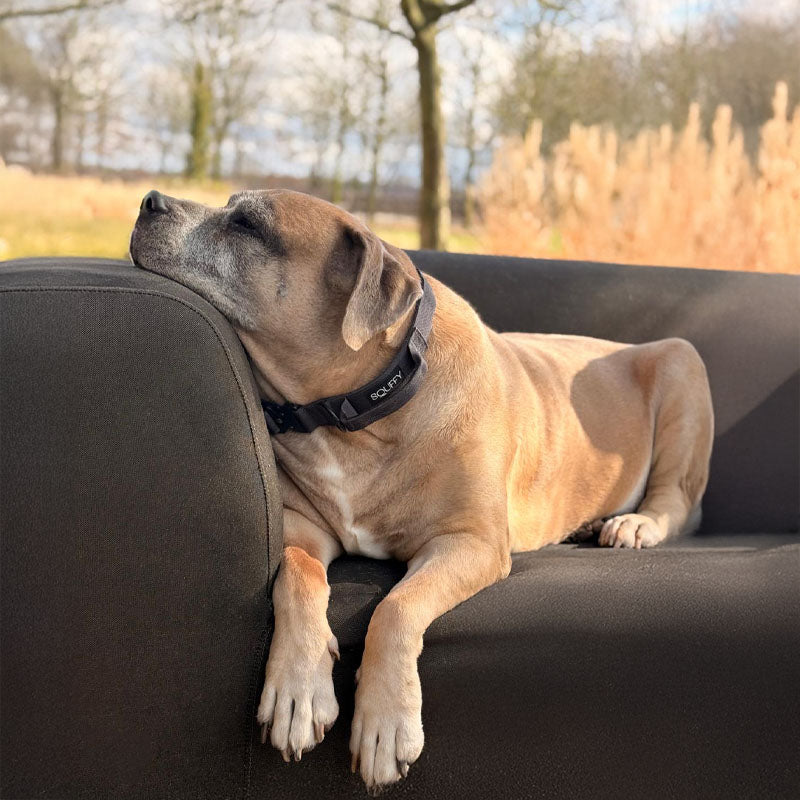 Tactical Dog Collar Raven Vex Midnight Black