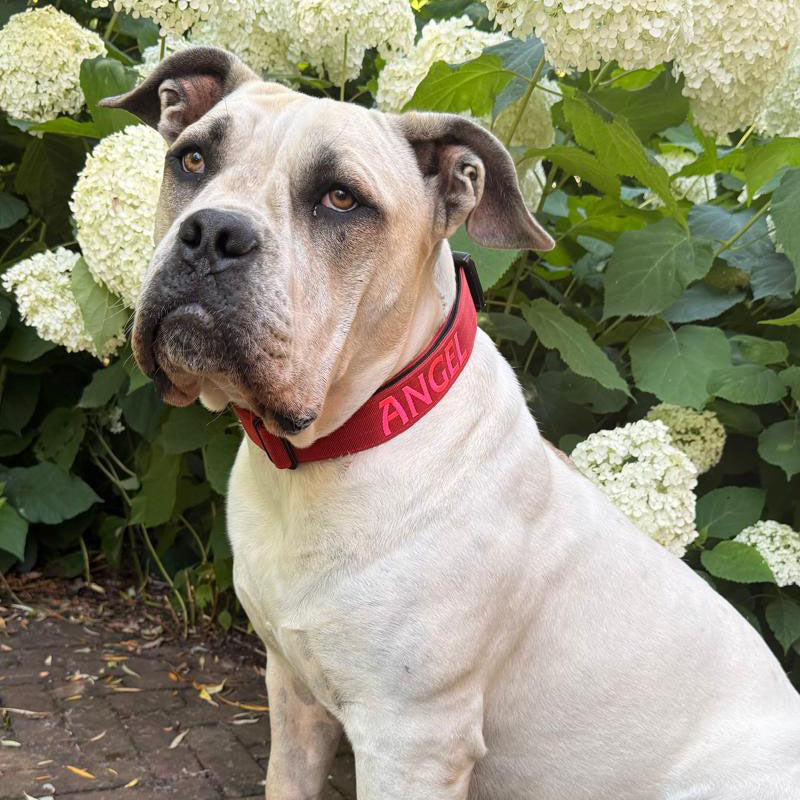 Tactical Dog Collar Ruby Vandal Ruby Red