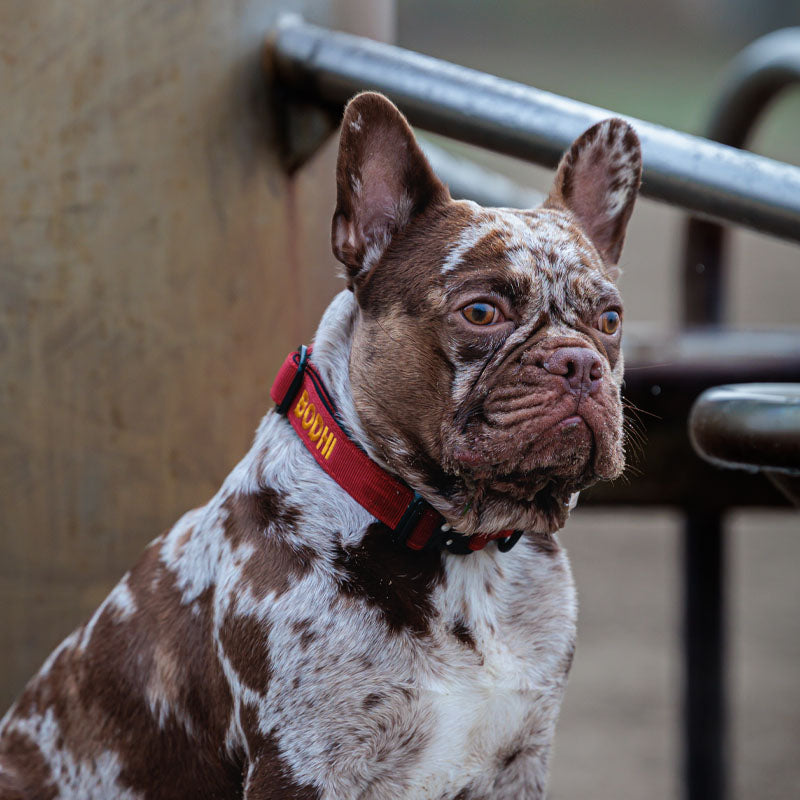 Tactical Dog Collar Ruby Vandal Ruby Red