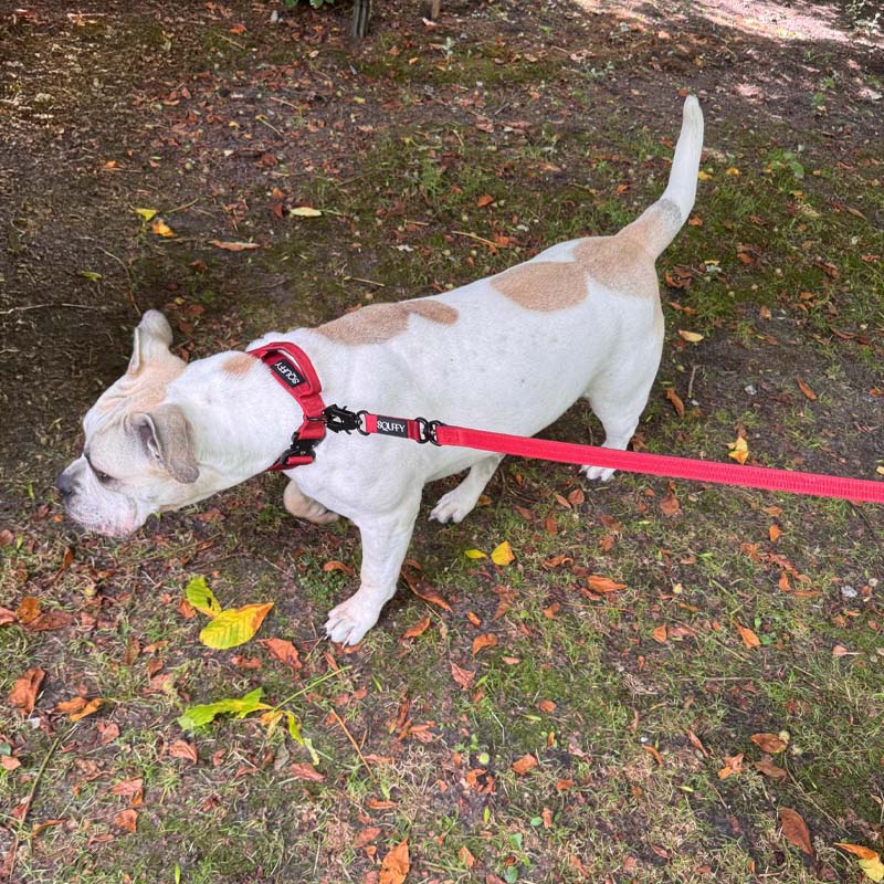 Tactical Dog Leash Ruby Vandal Ruby red