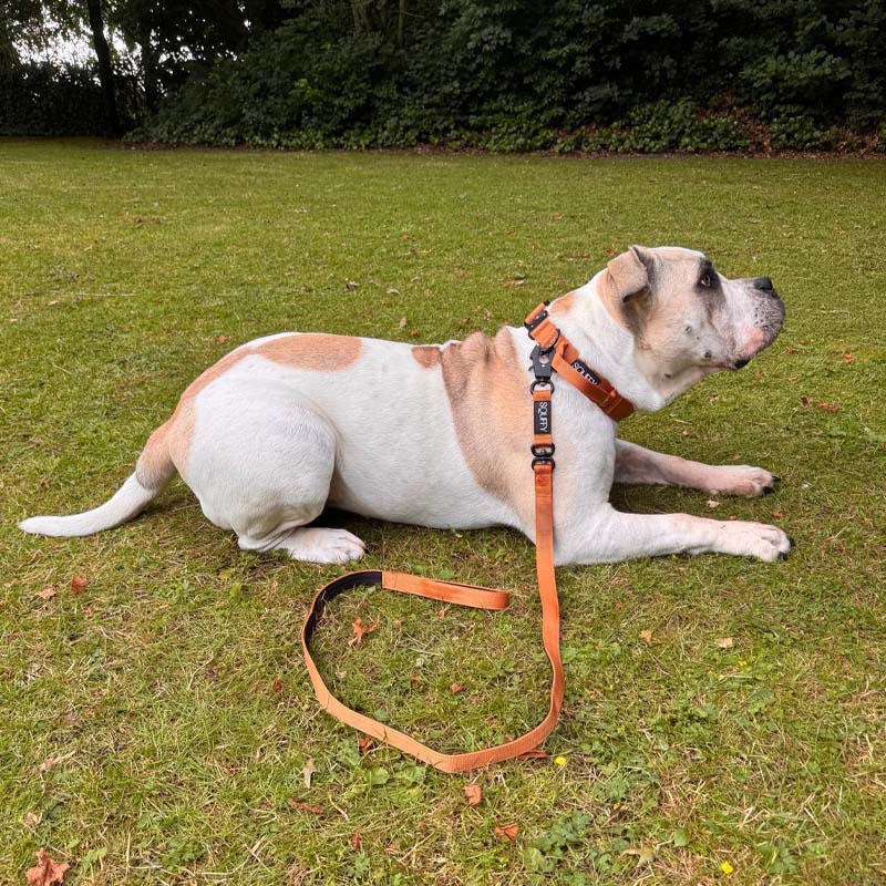 Tactical Dog Leash Honey Maze Cognac Brown