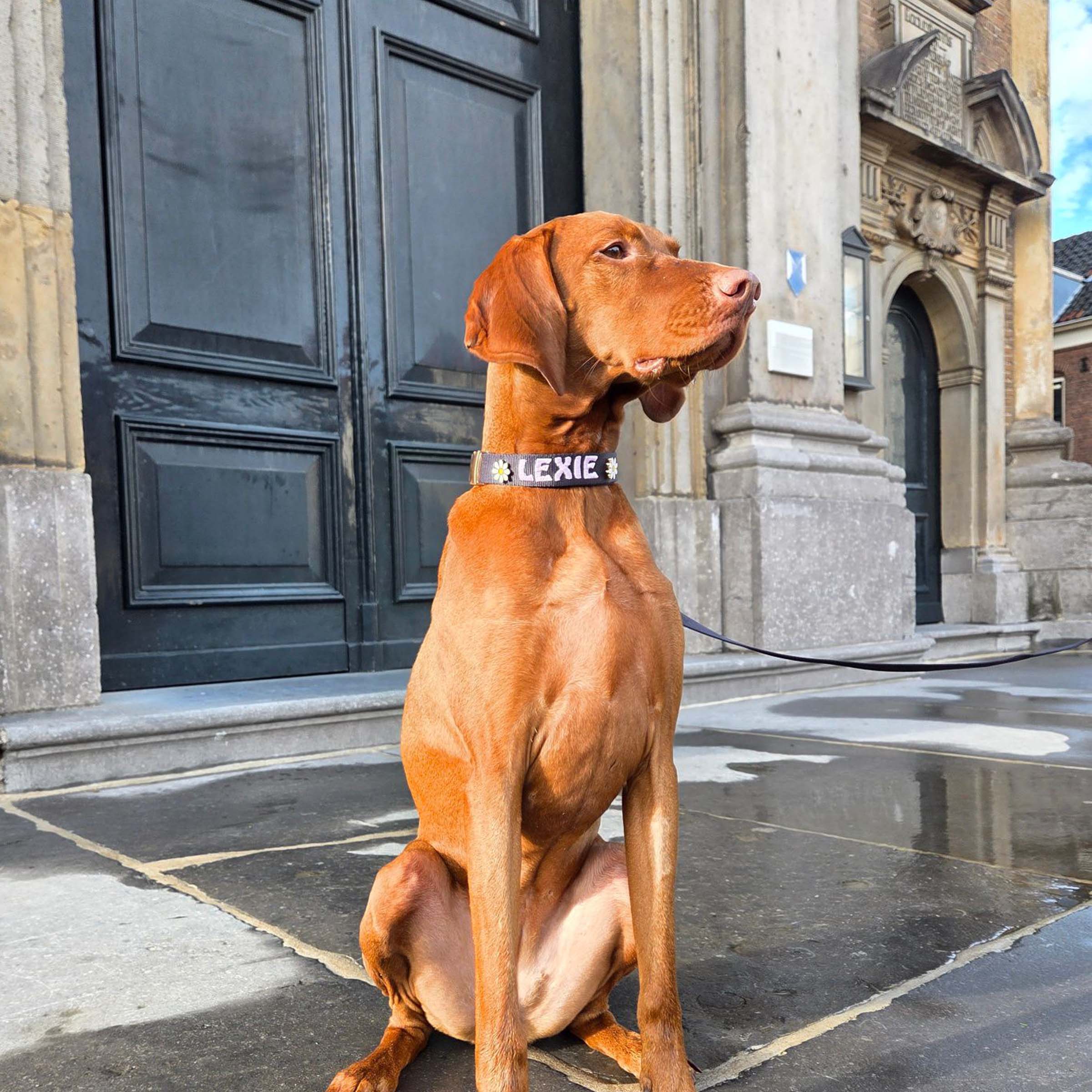 Classic Dog Collar Raven Illume Midnight Black