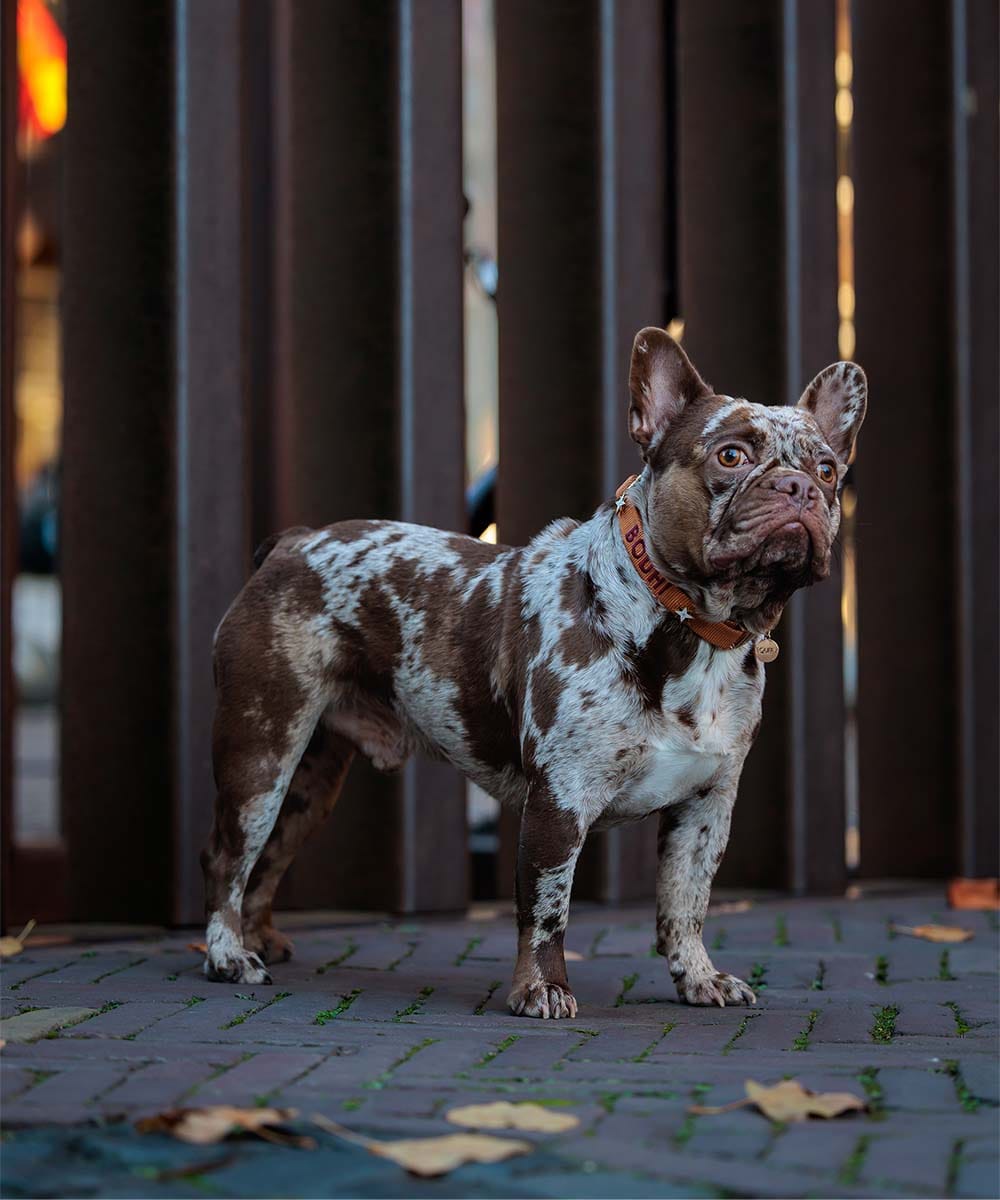 Personalized embroidered dog collars and leashes by Squffy