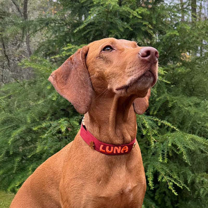 Classic Dog Collar Ruby Gale Ruby Red