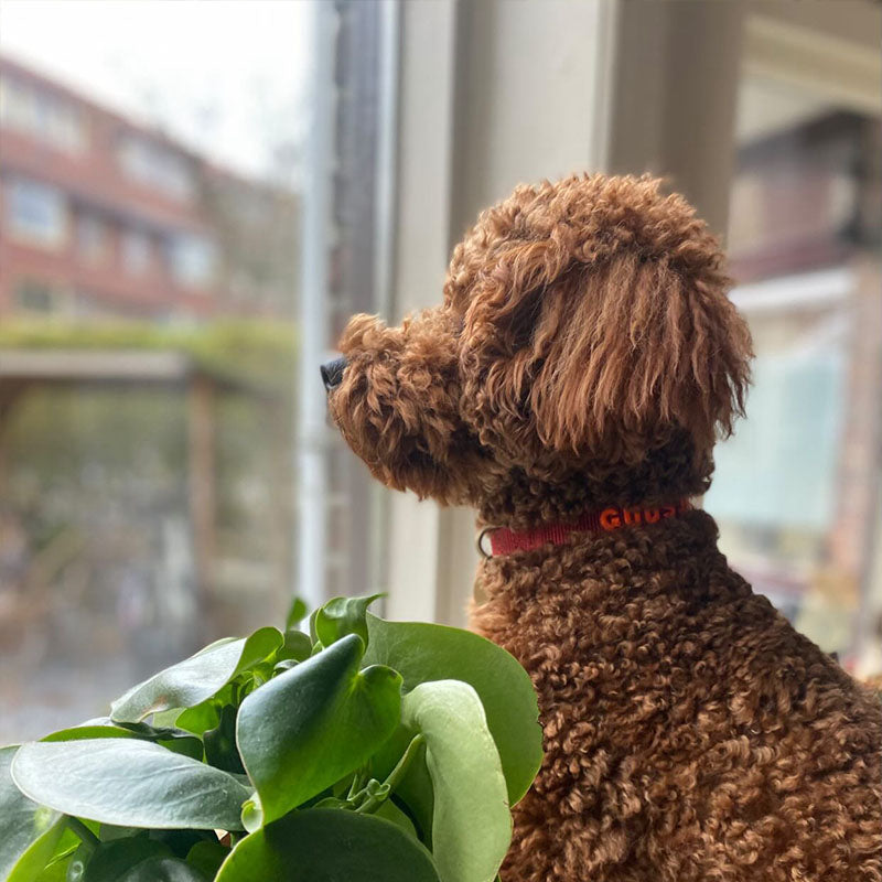 Puppy Dog Collar Ruby Gale Ruby Red