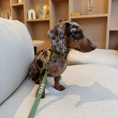 Classic Dog Leash Moss Breeze Olive Green