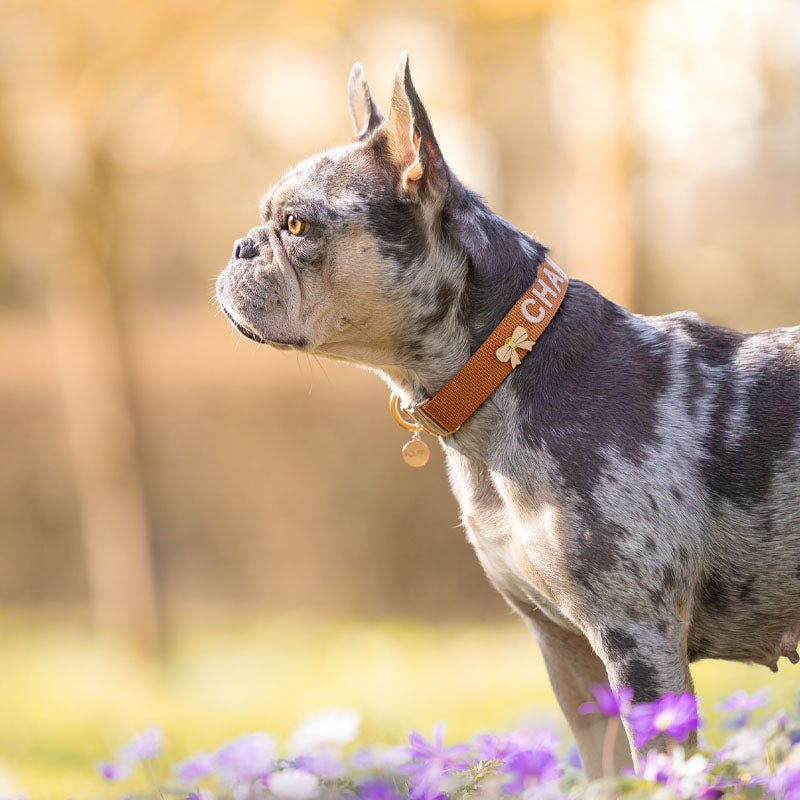 Classic Dog Collar Honey Drift Cognac Brown