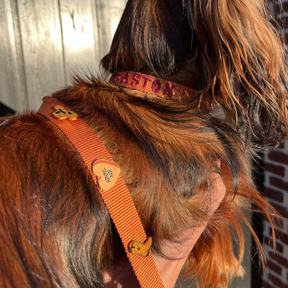 Puppy Dog Collar Honey Drift Cognac Brown