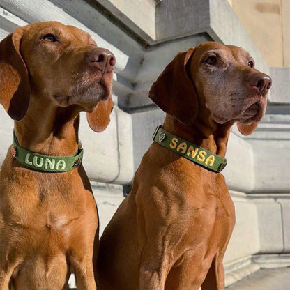Classic Dog Collar Moss Breeze Olive Green