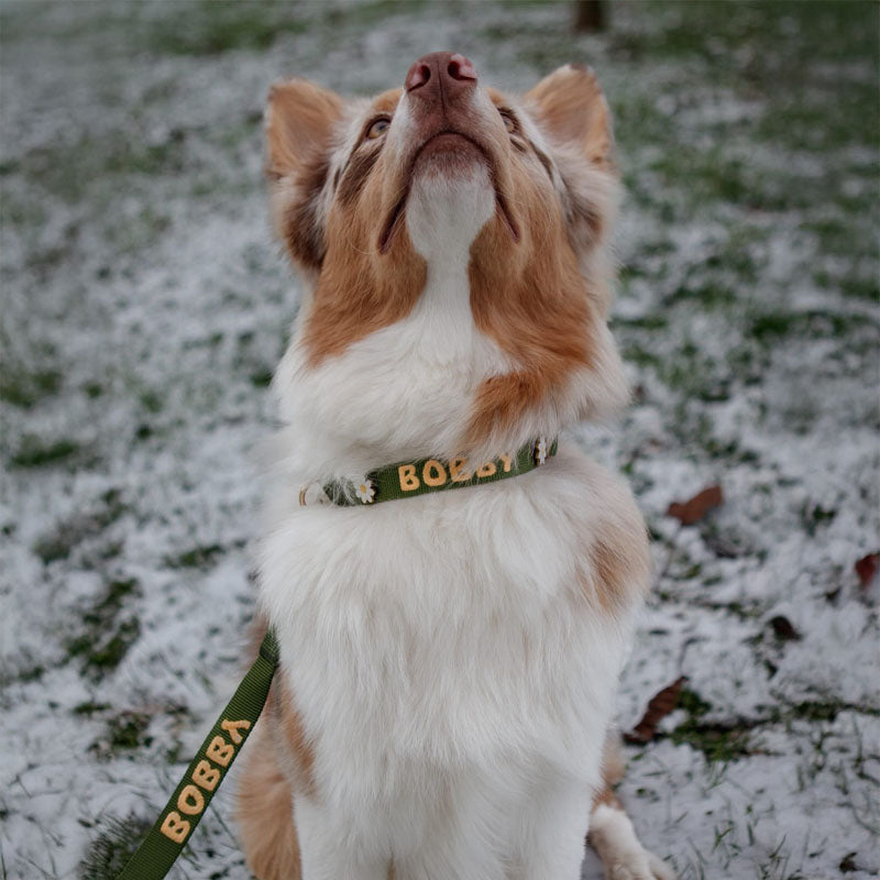 Classic Dog Collar Moss Breeze Olive Green