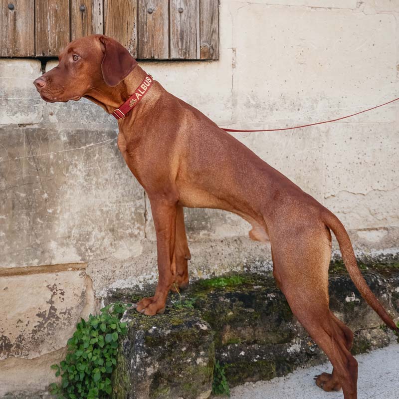 Classic Dog Collar Ruby Gale Ruby Red