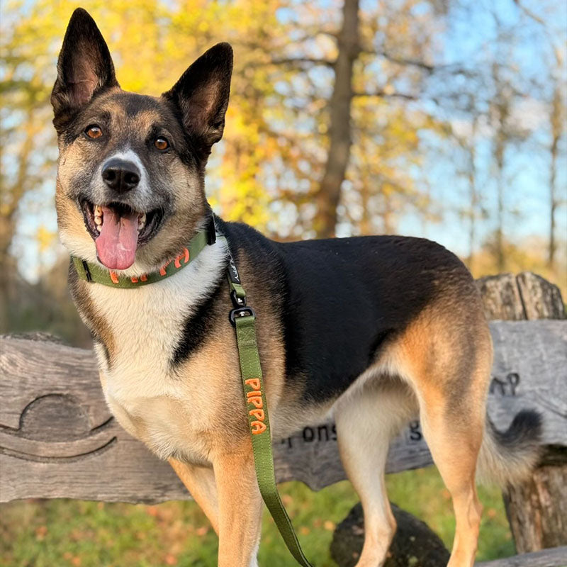 Tactical Dog Leash Moss Forge Olive Green