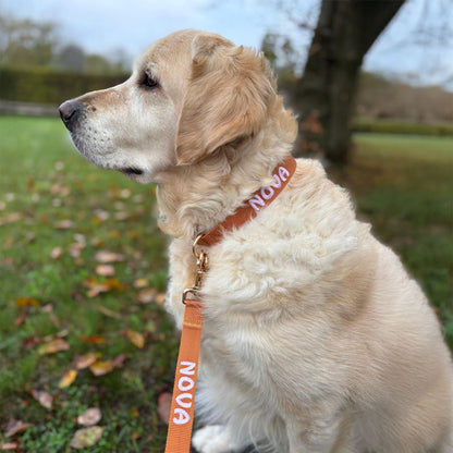 Classic Dog Collar Honey Drift Cognac Brown