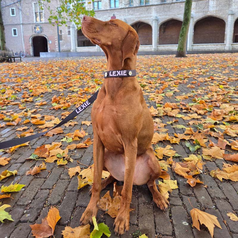 Classic Dog Leash Raven Illume Midnight Black