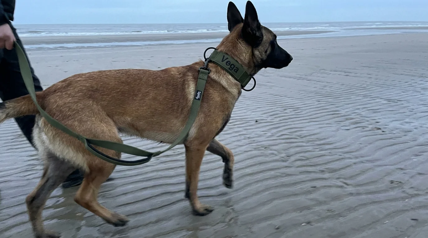 A Belgian Malinois in mid-stride on a beach at low tide wearing an olive-green Tactical collar